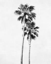 Beach Black And White Palm Tree Clip Art Pin Von P A L E L I L Y Auf M A G I C A L M A R R A K E C H Palmen Bilder Baumkunst Hintergrundbilder