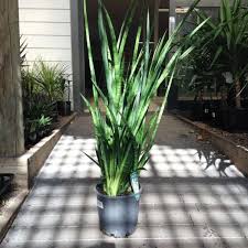 Image result for Sansevieria parva