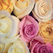Check spelling or type a new query. Pink Yellow And White Roses Love It Pastel Dream Instagram Isiljakob