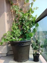 La pergola è un sistema di allevamento e potatura applicato nei vigneti, che presenta molte varianti. Come Coltivare La Vite In Vaso Guida Giardino