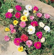 Piantine da orto in vendita online: Portulaca Grandiflora Moss Rose Double Mix 6000 Seeds Etsy Portulaca Flowers Flower Seed Gifts Rose Seeds