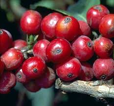 Image result for Coffea