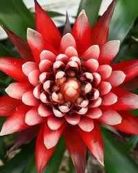 El Kali Auf Instagram What A Beautiful Photo Taken By Dino532 Of This Incredible Guzmania Lingulata Elcope This E Instagram The Incredibles Photo