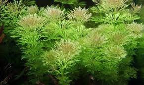 Image result for Limnophila