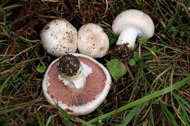 As of 15 april 2021 there are currently 155 released champions, with the latest being gwen, the hallowed seamstress. Wiesenchampignon Maichampignon Feldegerling Wiesenegerling Agaricus Campestris
