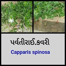 Image result for Capparis cartilaginea