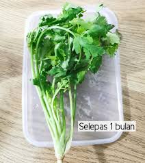 Kebersihan mulut yang tidak terjaga. Petua Simpan Daun Ketumbar Supaya Kekal Segar Hijau Selepas Sebulan Daily Makan