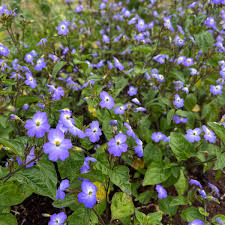 Image result for Browallia americana