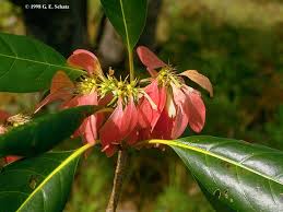 Image result for Pauridiantha paucinervis