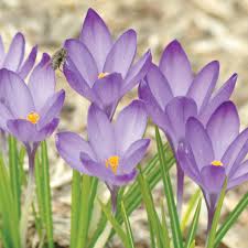 Check spelling or type a new query. Hardy Bulbs For Wisconsin Gardens Johnson S Gardens Cedarburg Wi