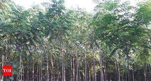 Babylonian buildings are the structures built by the babylonian civilization in age of empires online. This Tree Could Bring Down Made In Gujarat Home Furniture Cost By 30 Rajkot News Times Of India