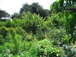 L'agriculture est à la base de notre civilisation destructrice. Jardin Foret Permaculture Et Plantes Meconnues La Foret Gourmande