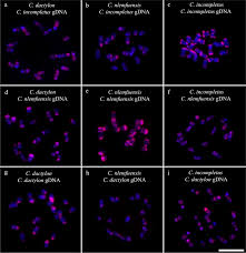 Image result for Cynodon incompletus