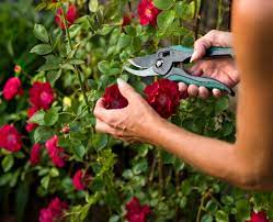 Menanam bunga didalam pot jika tidak dilakukan dengan benar akan menyebabkan bunga atau bunga miana, atau coleus atropurpureus adalah tanaman semak dengan tinggi dapat mencapai 1,5. Biasakan Tanam Pokok Bunga Ros Bukan Je Seronok Malah Lanskap Rumah Keluarga Kita Pun Cantik Keluarga