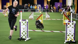 Westminster kennel club judges and tickets. Oylzcyjh4rstem