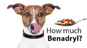 Can you give a dog benadryl? How Much Benadryl For Dogs Excellent Customer Service Cs Numbers