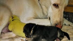 One of the most common postpartum canine infections is an infection of the mammary glands, known as mastitis.the infection will cause her mammary glands to become inflamed and swollen — this can be exceptionally painful and will usually stop her from being able to breastfeed her puppies. North Carolina Family S Dog Gives Birth To Green Pup Wlos