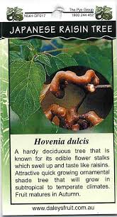 The small white flowers are scented and are produced in terminal cymes245. Japanese Raisin Tree Hovenia Dulcis Buy Japanese Raisin Tree