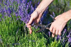 Doch auch in diesem punkt überrascht. Lavendel Im Topf Pflanzen Tipps Fur Balkon Terrasse