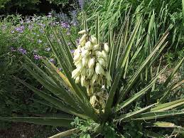 Check spelling or type a new query. Yucca Plant Care And Maintenance Indoor And Outdoor Garden Mandy