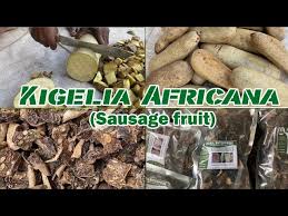 Image result for Kigelia africana