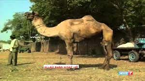 Thechive brings you the funniest, the most outrageous, and the best photos and videos. Man Dies Of Camel Bite In Ahmedabad Youtube