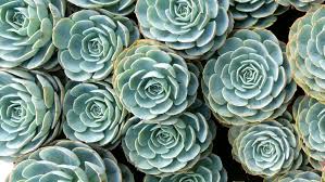 Best cactus quotes selected by thousands of our users! Green Rock Rose Cactus Beautiful Stock Footage Video 100 Royalty Free 1020209209 Shutterstock