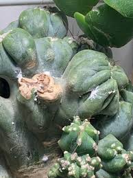 It is often quite impossible to diagnose which fungal organism is causing the spots, but often that is unimportant. Is This White Fuzz Mold Or Just My Cactus Doing Its Thing Indoorgarden