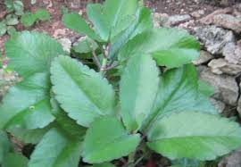 The Amazing Leaf Of Life Plant Plants Plant Leaves Plant Care