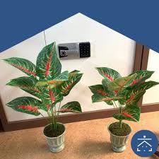 Memilih jenis tanaman bunga untuk dekorasi interior dapatkan harga hemat untuk dekorasi pelaminan gebyok di rumah dengan menghubungi barokah dekorasi 031 70433570 harga sewa dekorasi pelaminan di rumah dengan model ini adalah rp 3 800 000 anda akan mendapatkan fasilitas dekorasi pelaminan gebyok 5meter bunga hidup full 5meter taman 2 standing bunga pergola pintu masuk Harga Tanaman Indoor Terbaik Taman Perlengkapan Rumah Juli 2021 Shopee Indonesia