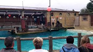 Maybe you would like to learn more about one of these? Help Save 4 California Sea Lions Sea Lion California North Yorkshire