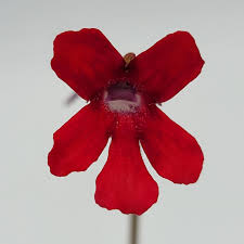 Image result for Launaea rarifolia