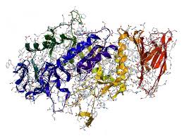 ما هو الانزيم الذي يفكك البروتين