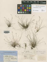 Image result for Isolepis fluitans