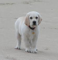 Therefore, we have tried to make your dream come true by providing you the exact and to the point information about silver puppy labs in colorado. Shelby S White Labrador Breeders A White Lab Breeder Puppies For Sale