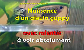 Comment Faire Une Reproduction De Vos Guppys Apprendre Aquariophilie