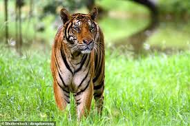 Marine corps boot care kit; Tiger That Has Killed Eight Humans In Two Years Is Hunted In India After Elderly Villager Is Killed Daily Mail Online