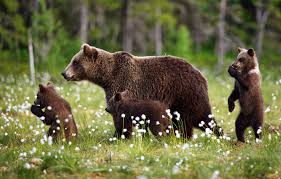 Why do people take their babies for a walk? Wallpaper Forest Summer Grass Nature Bears Walk Kids Bears Mom Cubs Bear Brown Three Bear Cotton Images For Desktop Section Zhivotnye Download