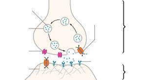 Chemical Synapse Wikipedia