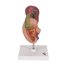 This allows for rotation of the head independently of the torso. Life Size Model Of Rear Organs Of Upper Abdomen 3b Smart Anatomy 1000309 3b Scientific K22 2 Anatomical Models Anatomy Teaching Models Digestive System Models