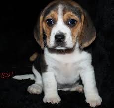 Why buy a puppy for sale if you can adopt and save a life? Beagle Puppies For Sale Saginaw Mi 286064 Petzlover