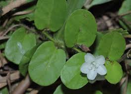 Image result for Evolvulus nummularius