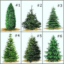 Pick A Number Win A Prize Let S Play A Fun Game Pick A Number No Matter What Tree You Real Christmas Tree Types Of Christmas Trees Christmas Tree Decorations