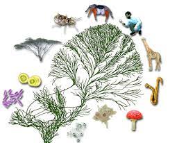 Colorful aquarium, fish and corals, sea animals. Reading The Signs Plants And Animals Found Common Ground In Response To Microbial Threats Berkeley Lab