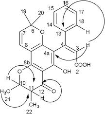 Image result for Manilkara obovata