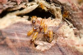 Check spelling or type a new query. Termite Traps Do They Work Terminix