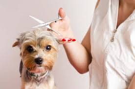 She now makes up to $6,000 a week. How To Become A Dog Groomer 7 Top Tips My Animals