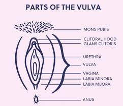 The Secret History of the Vulva - Ms. Magazine
