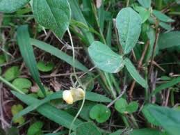 Image result for Vigna hosei