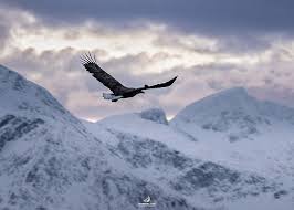 EAGLES - Men of Sea Blog Archive &raquo; Men of Sea